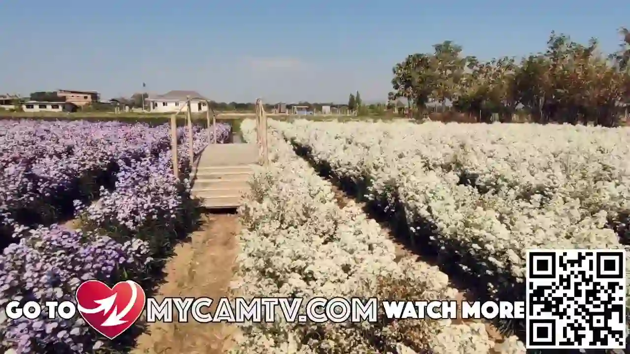 Screenshot of MyCamTV Mature, tested 10 days ago