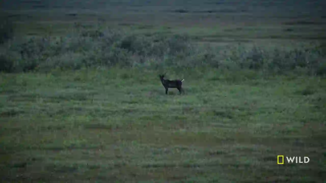 Screenshot of  National Geographic Wild East, tested 3 days ago