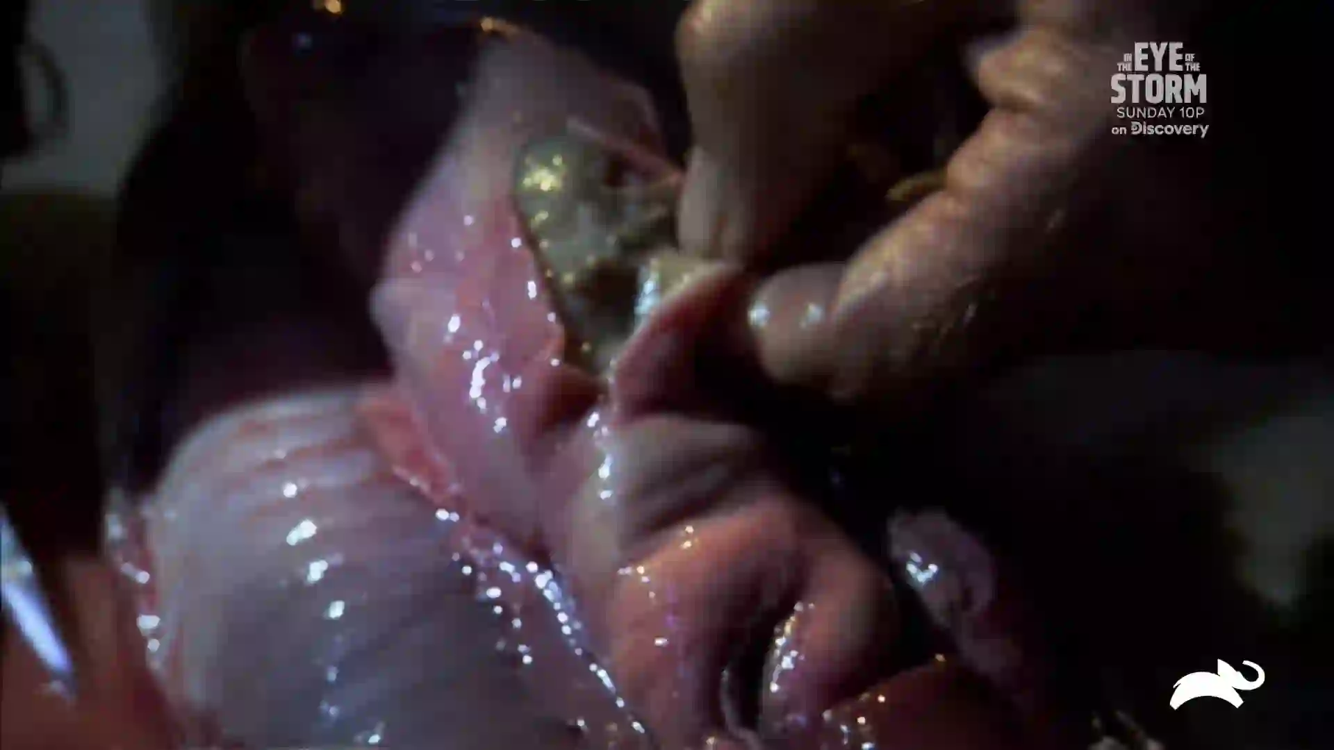 Screenshot of  Animal Planet East, tested 16 days ago
