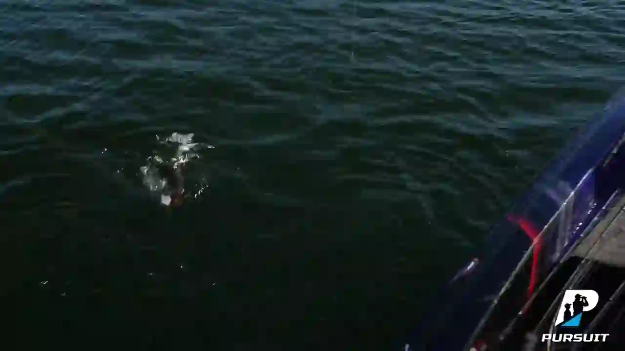 Screenshot of  Pursuit Channel, tested 1 day ago