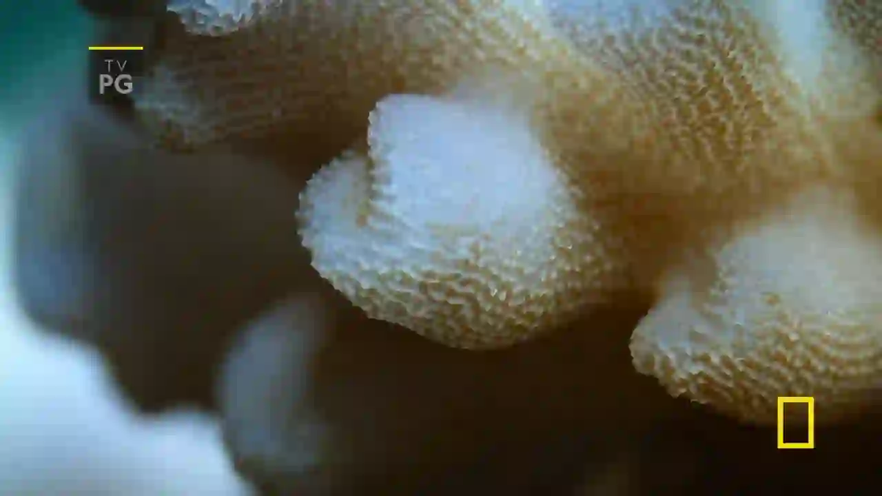 Screenshot of  National Geographic East, tested 1 day ago