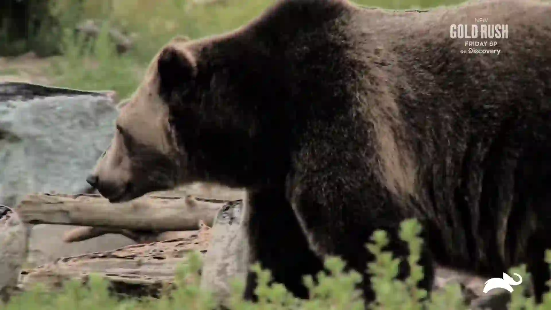 Screenshot of Animal Planet East, tested 3 days ago