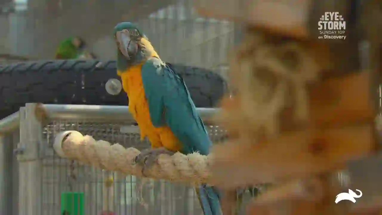 Screenshot of  Animal Planet East, tested 14 days ago