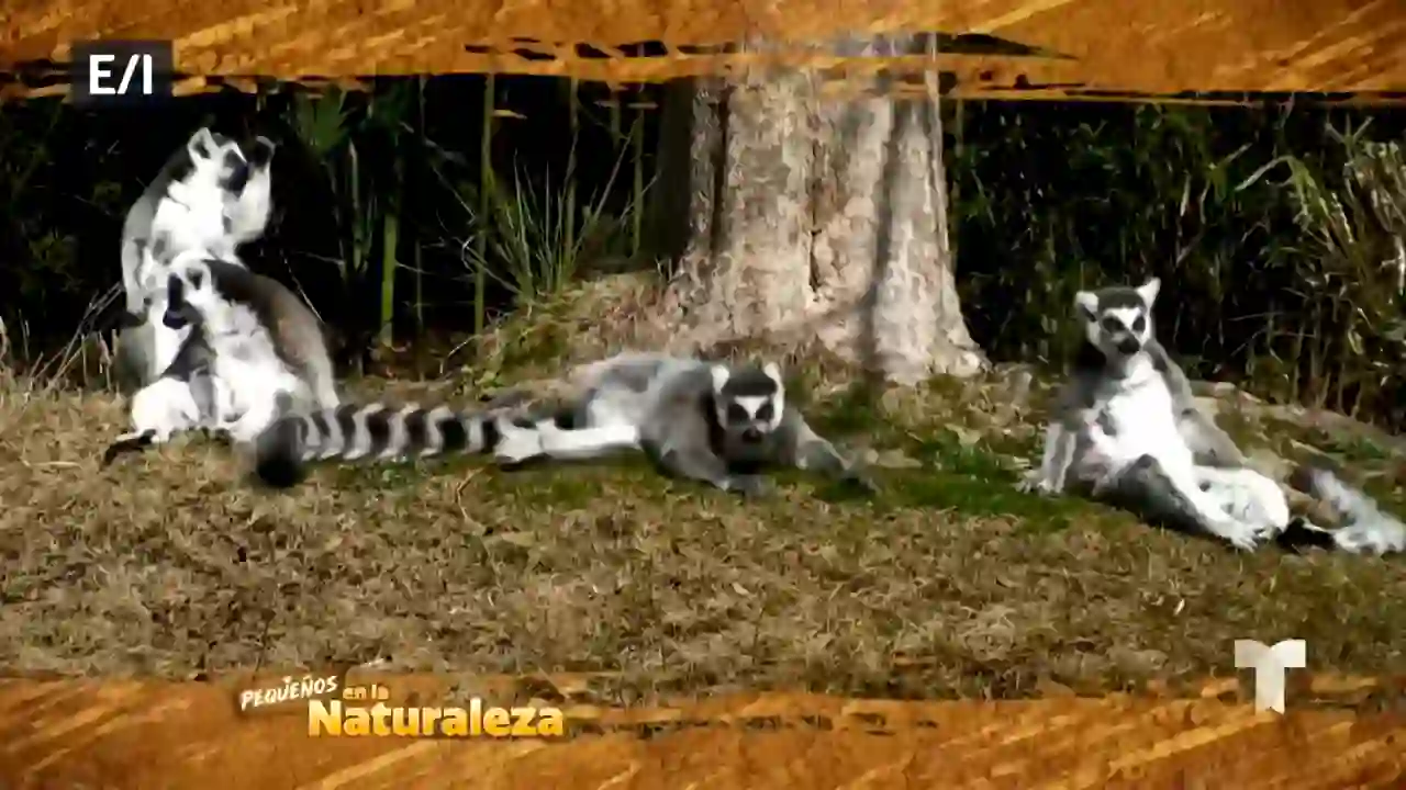 Screenshot of TELEMUNDO NEW YORK, tested 2 months ago
