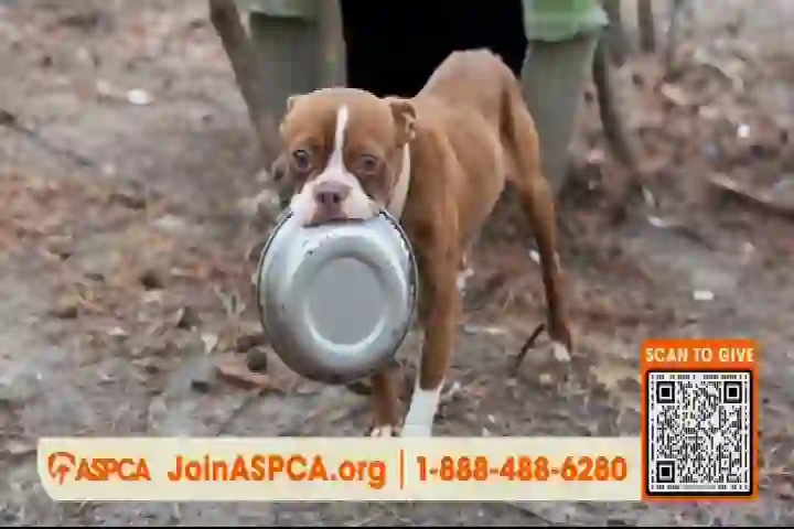 Screenshot of Caracol Internacional, tested about 2 months ago