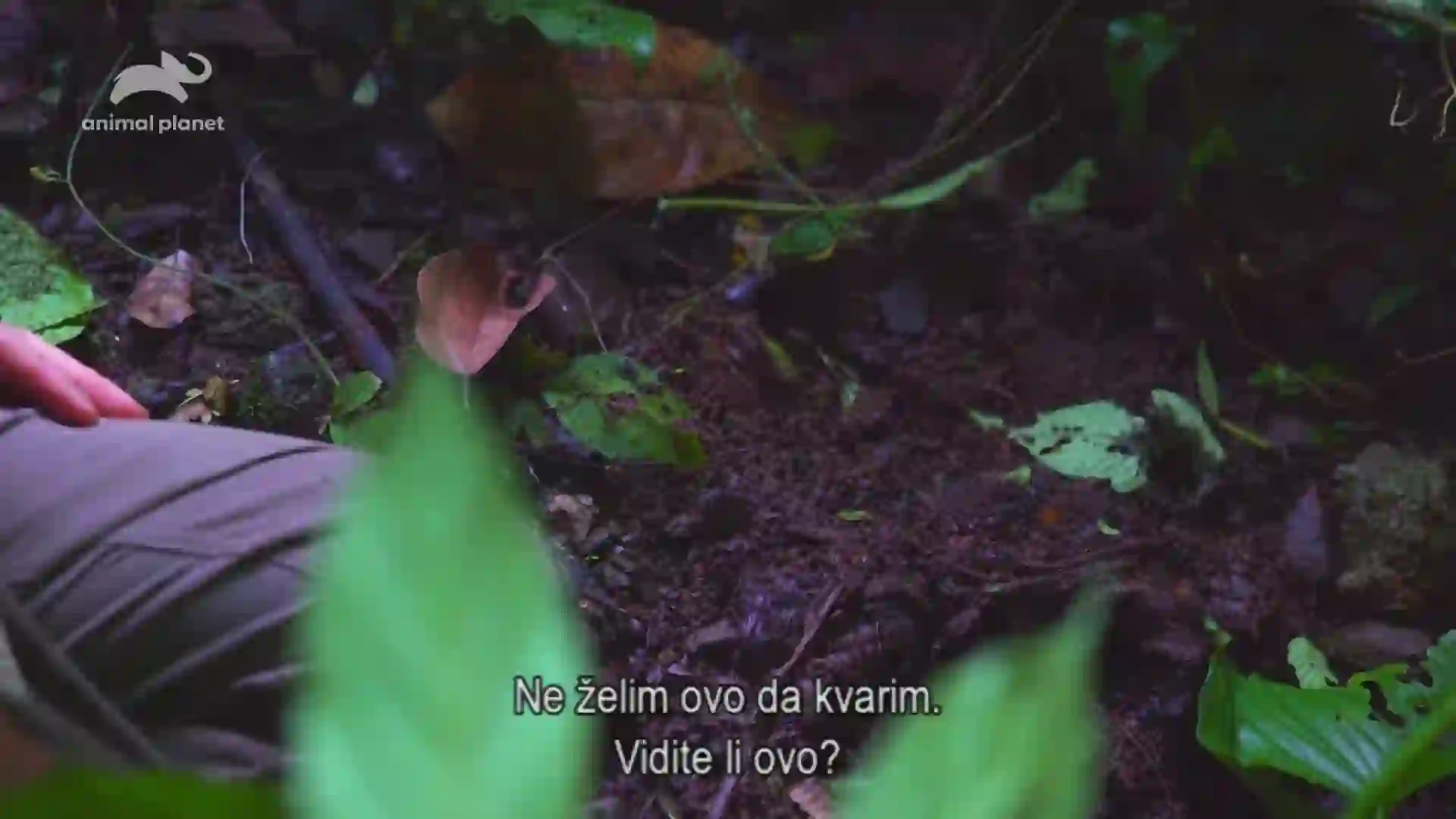 Screenshot of  Animal Planet East, tested 3 months ago