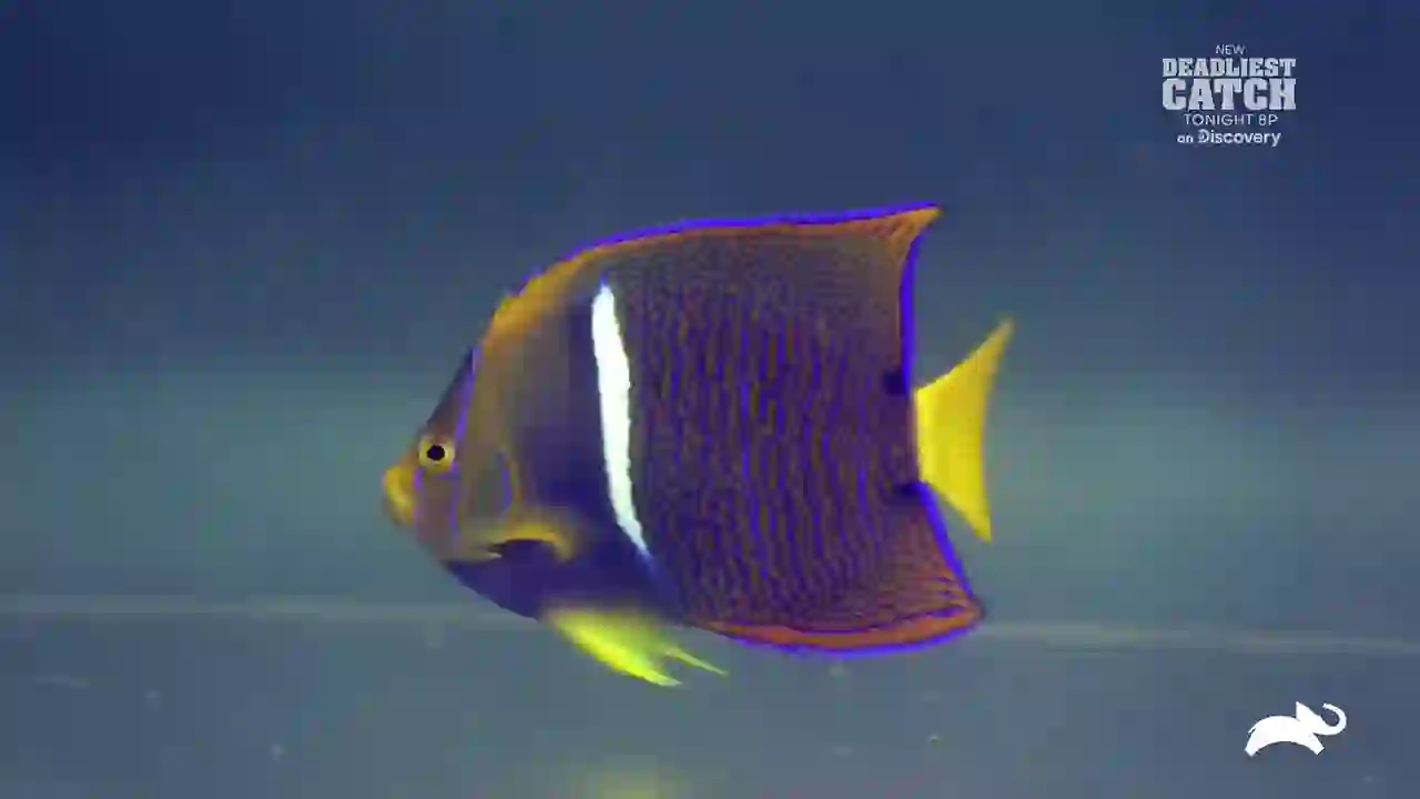 Screenshot of  Animal Planet East, tested 2 months ago