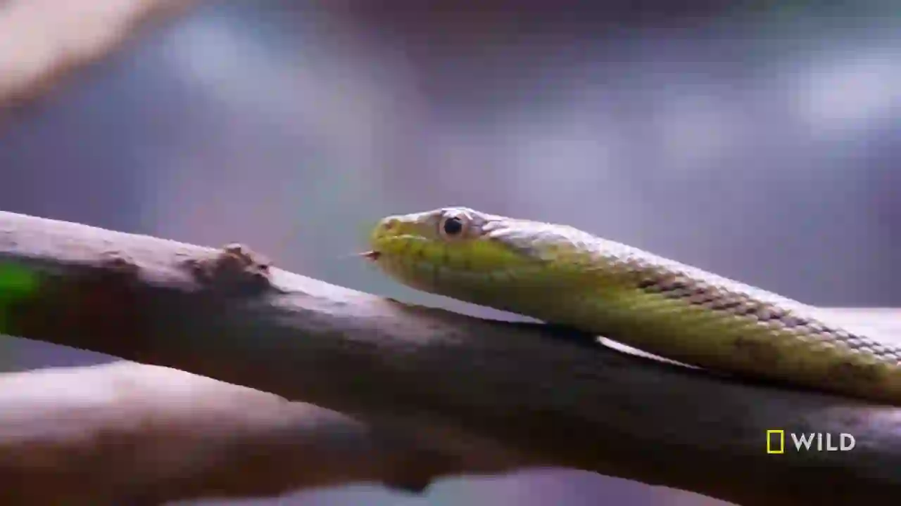 Screenshot of  National Geographic Wild East, tested 21 days ago