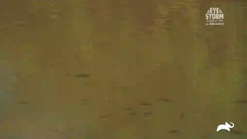 Screenshot of animal, tested 21 days ago
